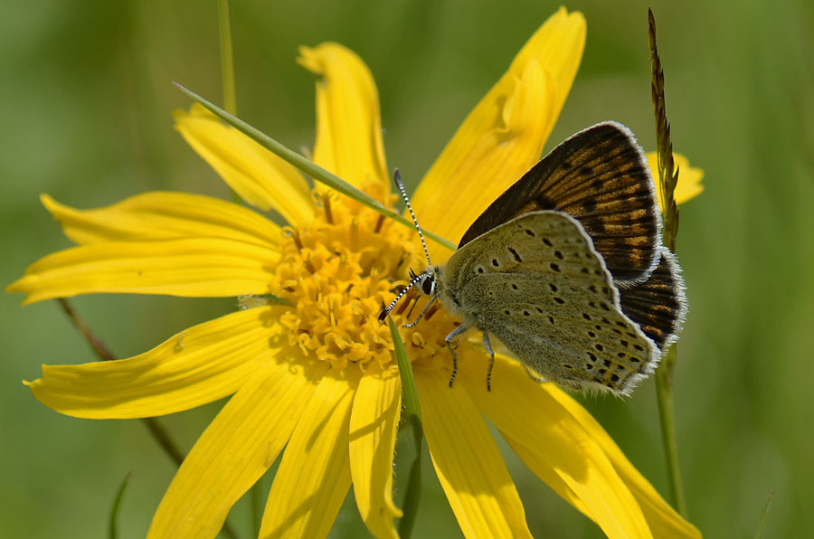 Lycaena tityrus ?